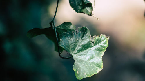 Close-up of water drops on leaves