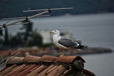 Close-up of bird perching on wood