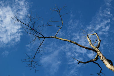 Low angle view of bare tree against sky