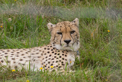 Portrait of a cat on field