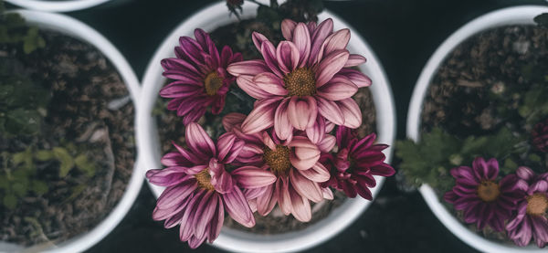 Close-up of pink flower pot