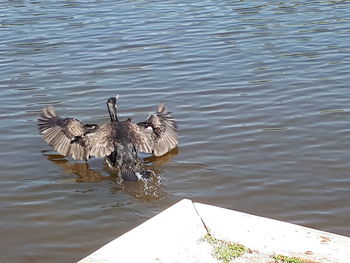 High angle view of birds in lake