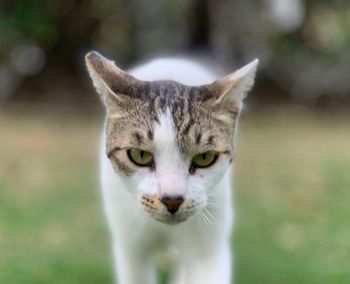 Close-up portrait of cat against blurred background