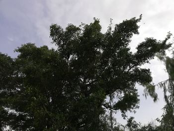 Low angle view of trees against sky