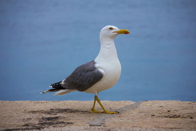 Seagull perching on a sea