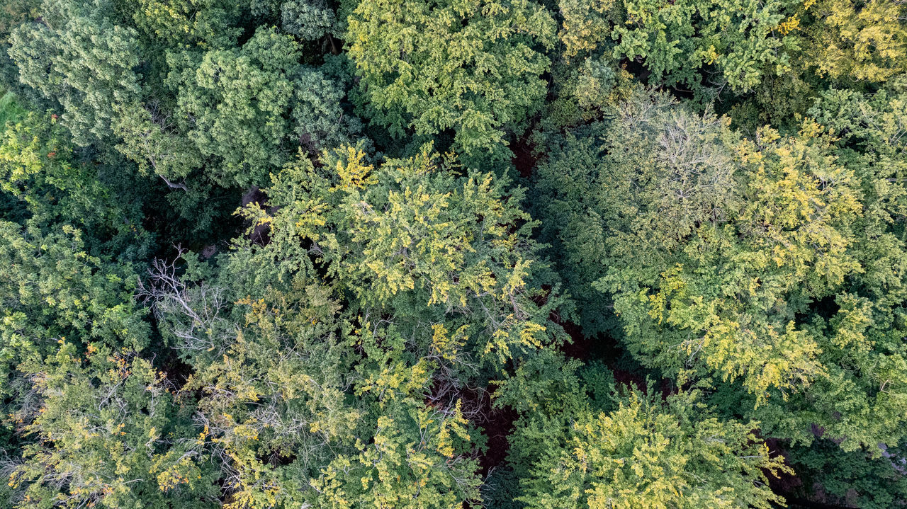 FULL FRAME SHOT OF FRESH PLANTS IN FOREST