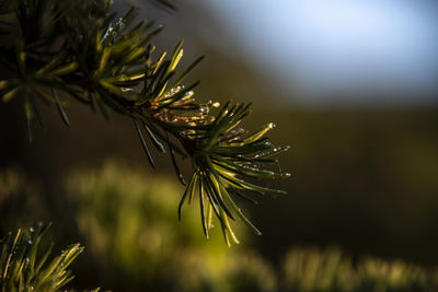Close-up of raindrops on pine tree