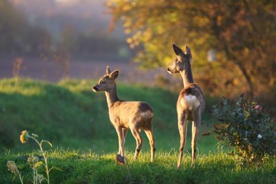 Young deer standing on field
