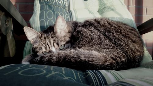 Close-up of cat sleeping on bed