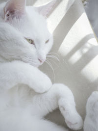 Close-up of white cat lying on sofa 