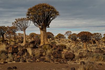 Bare trees on desert against sky