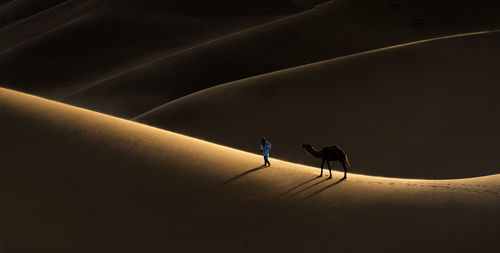 High angle view of camel and man on sand dune