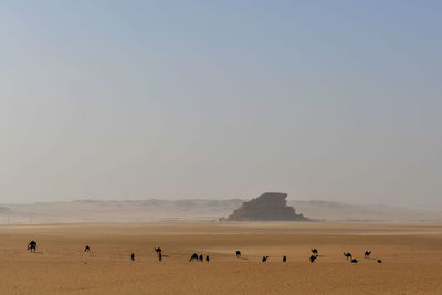 Flock of birds in sea against clear sky