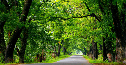 Trees amidst green leaves