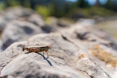 Close-up of insect on rock