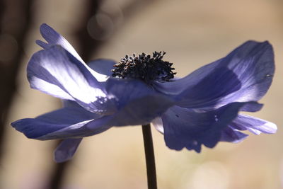 Close-up of flowering plant