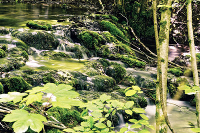 Scenic view of waterfall in forest