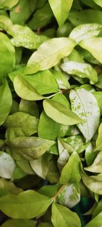 Full frame shot of green leaves