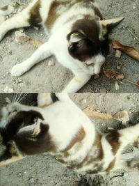 High angle view of cat sleeping