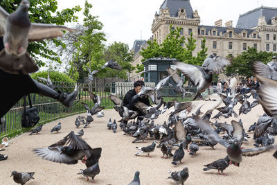 Birds flying over water in city against sky