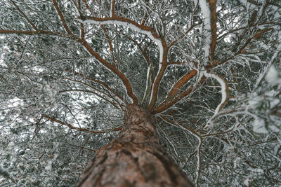 Low angle view of bare tree in winter