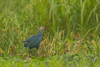 Purple swamp hen  is a species  occurring from  the indian subcontinent