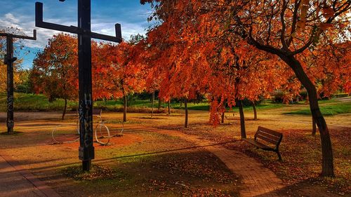 Trees in park during autumn