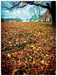 Dry leaves on field against sky