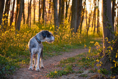 Dog standing in forest