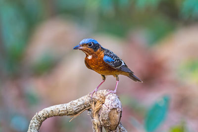 Beautiful of bird white-throated rock thrush on branch in khao yai national park ,thailand