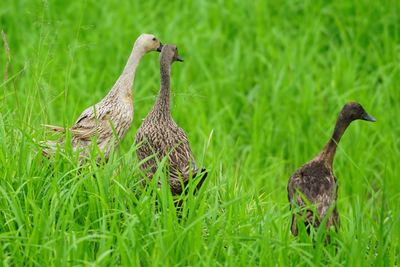 Bird on field by grass