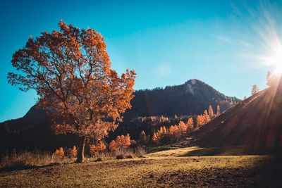 Trees on field against sky during autumn