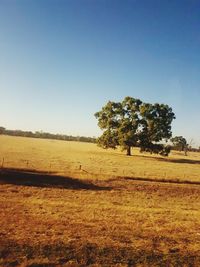 Trees on field against clear sky