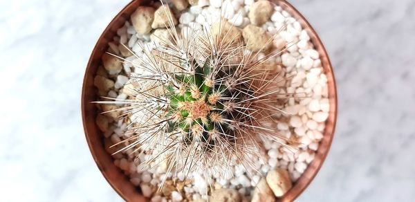 Close-up of succulent plant