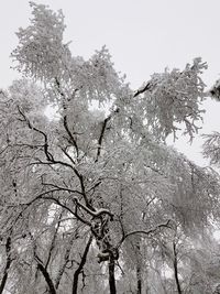 Low angle view of flower tree against clear sky