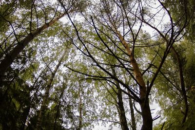 Low angle view of trees in forest