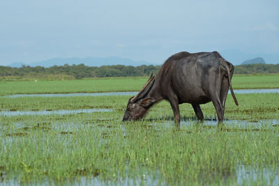 Buffulo eats the the grass in the field