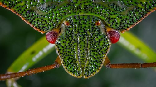 Close-up of insect on leaf