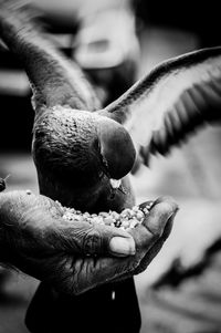 Cropped hand feeding pigeon outdoors