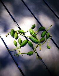 High angle view of vegetables on plant