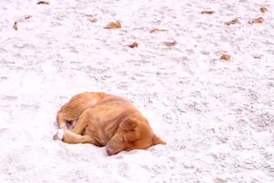 Dog lying on ground