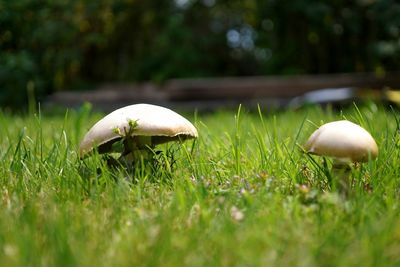 Close-up of mushroom growing on field