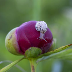 Close-up of fly on purple flower