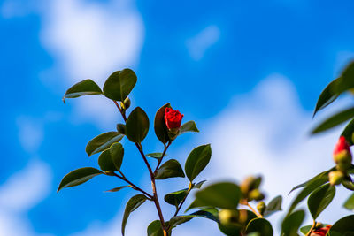 Low angle view of leaves and camellia flowers against sky