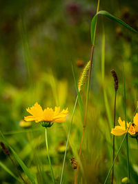 Close-up of yellow flowering plant on field