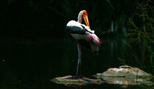 Close-up of bird by lake