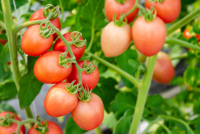 Close-up of fruits on plant