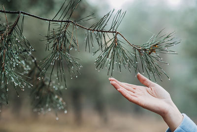 Female hand touching pine tree with water drops in the wild forest. earth day, save earth, forest