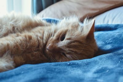 Close-up of cat resting on bed