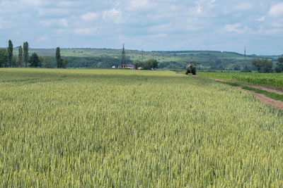 Scenic view of agricultural field against sky